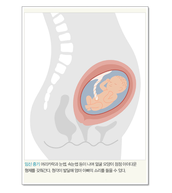 키워드로 살펴보는 임신 중 신체 변화 | 임신 중기