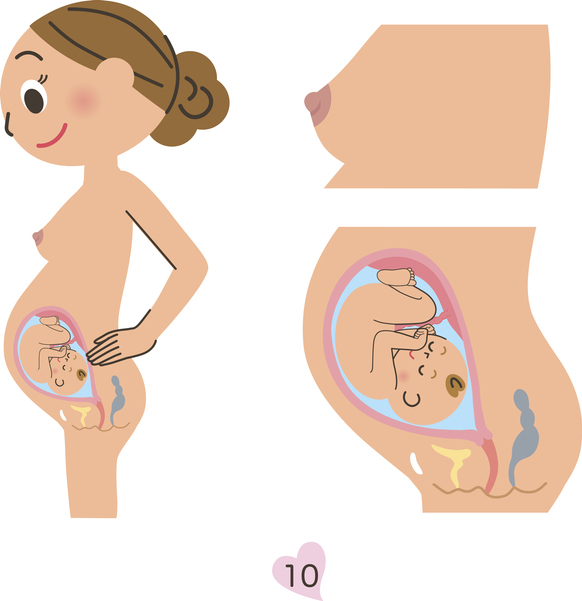 태아와 엄마의 월령별 변화 (8~10개월)