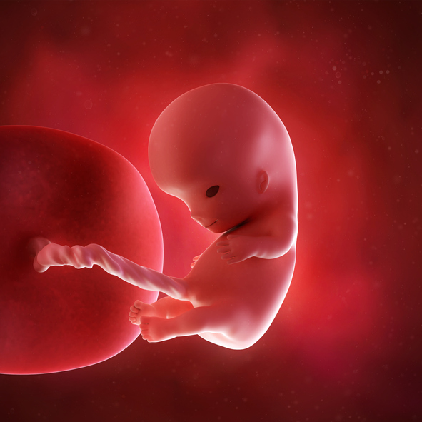 [임신10주] 태아의 생식기가 형성된다
