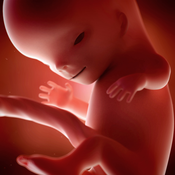 [임신11주] 태아가 급속도로 성장한다