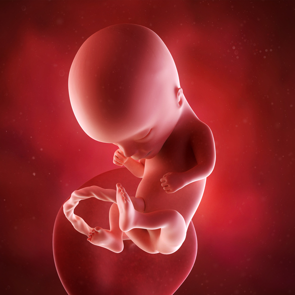 [임신14주] 태아의 성별 구별이 가능해진다