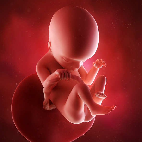 [임신18주]심장의 움직임이 활발해진다