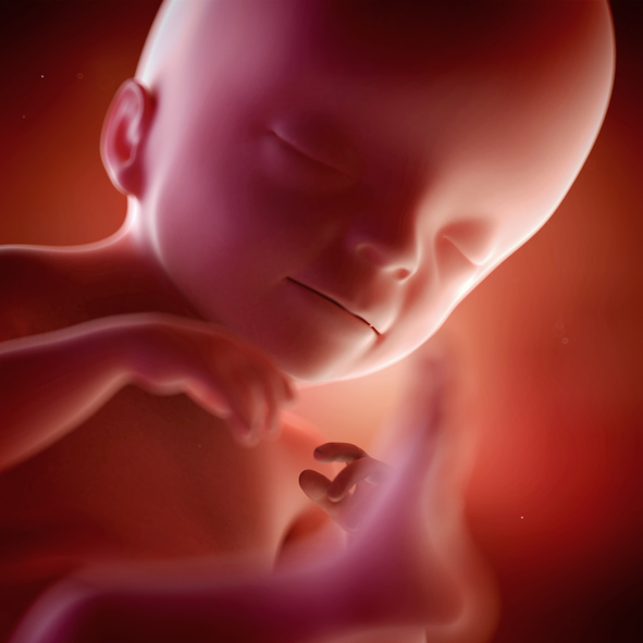 [임신21주] 태아의 소화 기관이 발달한다