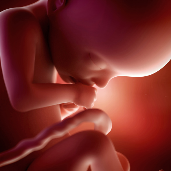 [임신22주] 태아의 골격이 완전히 잡힌다