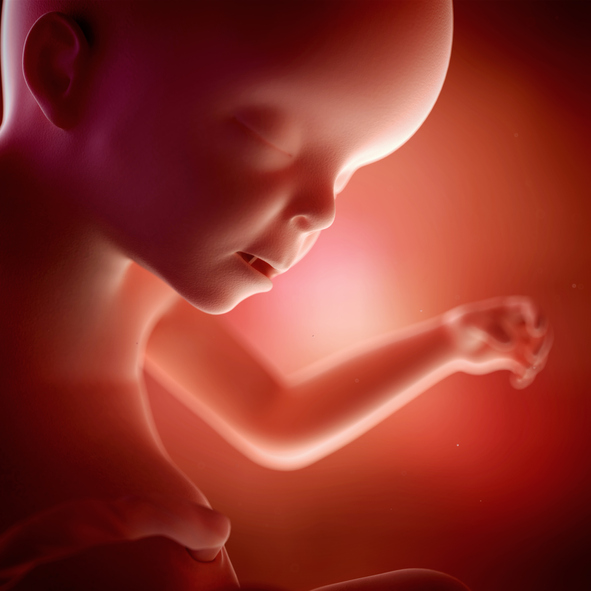 [임신23주] 신생아의 모습과 비슷해진다