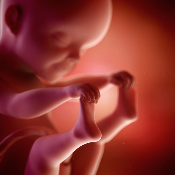 [임신25주] 태아 피부가 불투명해진다