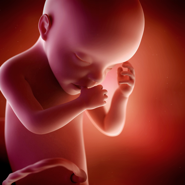 [임신30주] 생식기 구분이 뚜렷해진다