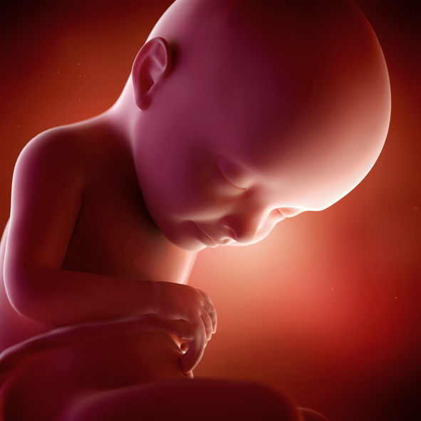 [임신32주] 태아의 움직임이 둔해진다