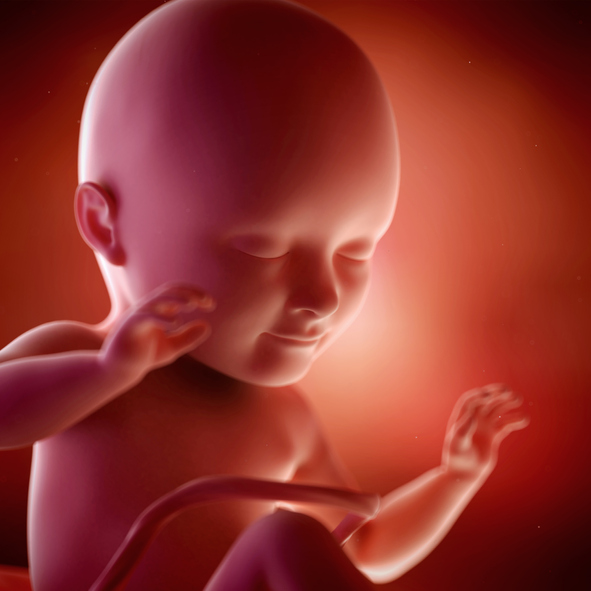 [임신34주] 머리가 자궁 쪽으로 향한다