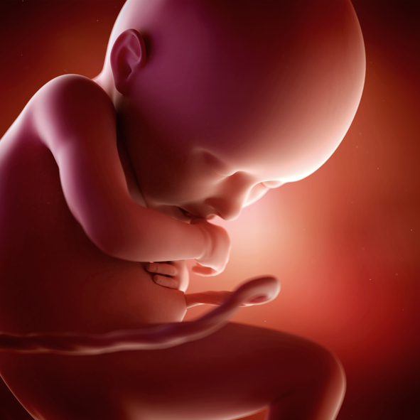 [임신36주] 신체 기관이 거의 다 자란다