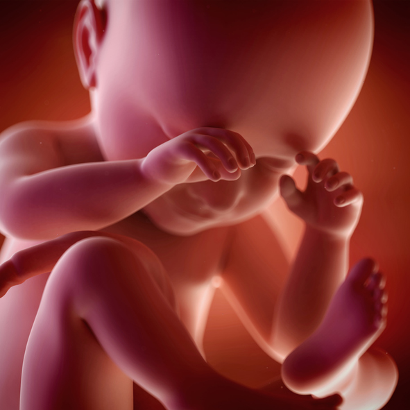 [임신38주] 골반뼈가 태아를 에워싼다