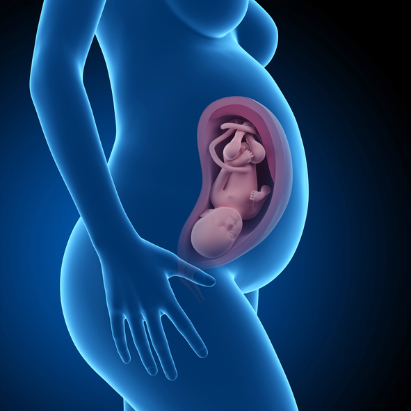 임신 7~8개월 - 태아의 발육