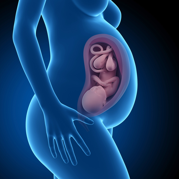 임신 9~10개월 - 태아의 발육